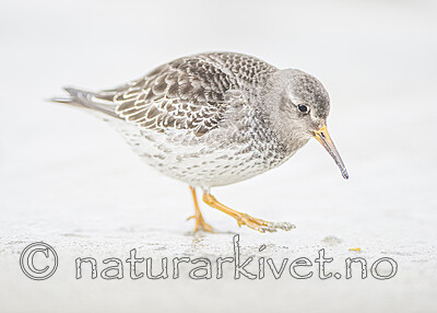BB 13 0642 / Calidris maritima / Fjæreplytt